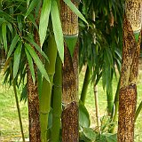 Phyllostachys vivax austrieb 5-2012